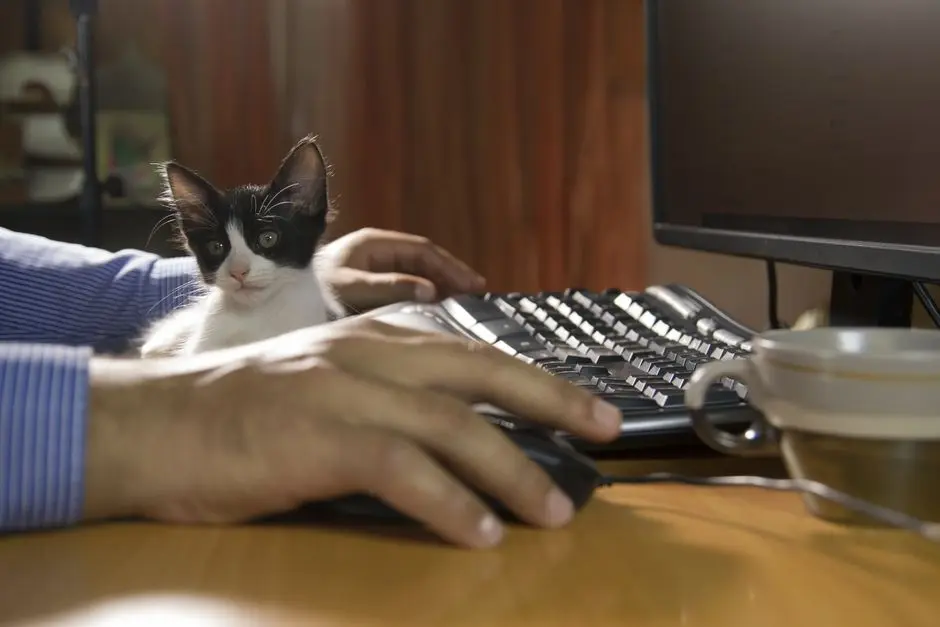 Basa Basi Mitsy: Cerita Kucing Metal dan Mitsy yang Kerjaan di Rumah Bikin Ngakak